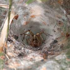 A common misconception about spiders is that some kind of natural lubricant or oil on their legs prevents silk from adhering to them. Bbc Nature Uk Your Summer Sightings Explained