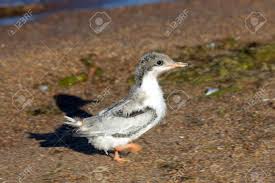 There is no hard and fast rule about how often a bird should bathe. Funny Furry Baby Bird After Bathing Wet Chicken Chicks Of Common Stock Photo Picture And Royalty Free Image Image 106556377