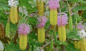 Image result for Dichrostachys