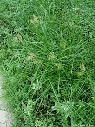 Image result for Cyperus esculentus