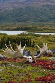 Pin On White Tail Deer