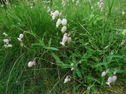 Image result for Silene kiwuensis