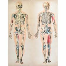 The human skeleton consists of 206 bones. Human Body Anatomy Muscles Print Canvas Premium Wall Decor Poster Eur 14 56 Picclick De