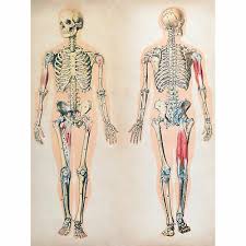The most common human muscles print material is aluminum. Human Body Anatomy Muscles Print Canvas Premium Wall Decor Poster Eur 14 56 Picclick De
