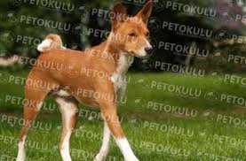 Pet Okulu Kopek Egitimi Ve Kop Adli Kullanicinin Kopekegitimi Panosundaki Pin Malinois Kopek Egitimi Cane Corso