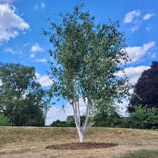 Image result for Mechowia grandiflora