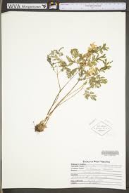 Image result for Fumariaceae