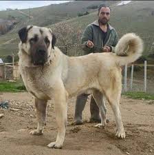 The kangal shepherd dog is a breed of large livestock guardian dog in sivas, turkey. Turkish Kangal Dog As Son Of Central Asian Alabai Kangal Dog Huge Dogs Dog Breeds