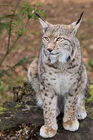 Lynx By Christian On 500px Pets Cats Big Cats Cat Family