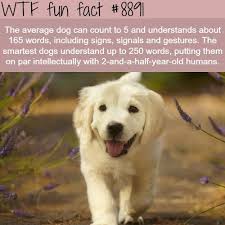 How Smart Is The Average Dog Wtf Fun Facts Dog Boarding Facts Boarding A D Wtf Fun Facts Dog Facts Animal Facts