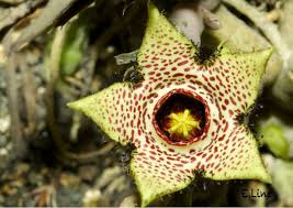 Image result for Orbea paradoxa