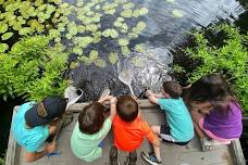 Drumlin Farm Camp: Curiosity Club - Life Aquatic
