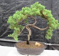44 Year Old Wind Swept Juniper Specimen Bonsai Tree