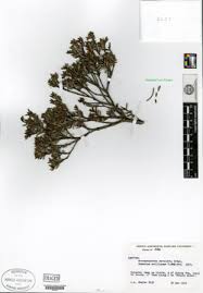 Image result for Agathisanthemum globosum