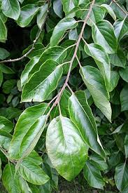 Image result for Diospyros inhacaensis