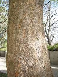 Image result for Ulmaceae