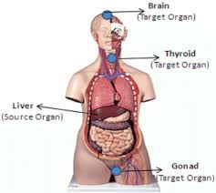 This article contains a list of organs of the human body. Dewi Surahma