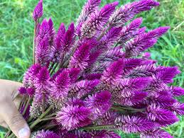Image result for Celosia