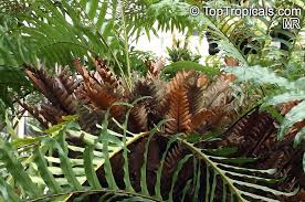 Image result for Drynaria volkensii