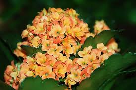 Kalanchoe Blossfeldiana By Lilygirl Jungledragon Kalanchoe Blossfeldiana Plants House Plants