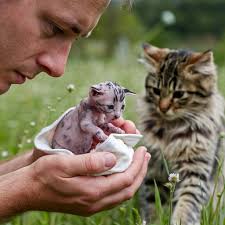 German shepherd adopts abandoned kittens