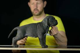 We did not find results for: Cane Corso Breeding Sale Of Cane Corsos Buy Cane Corso Puppies Online