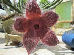 Image result for Stapelia