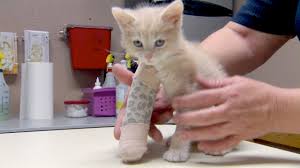 Grading of lateral ligament sprains. Saving A 7 Week Old Kitten S Broken Leg Youtube