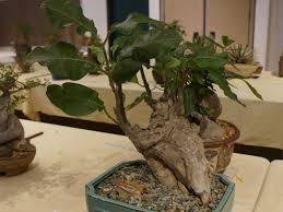 Image result for Fockea multiflora