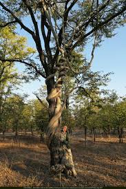 Image result for Fockea multiflora