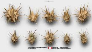 Image result for Cenchrus unisetus