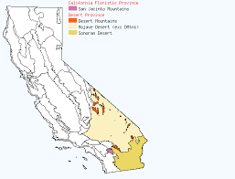 Image result for Hypertelis umbellata