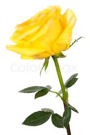 Image result for yellow rose flower