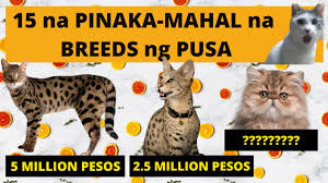 The fluctuation in price depends on many factors such as where their breeder locates, where the owner lives (it is widely believed that persians cats in east coast are more expensive than ones in central and west coast), the breeder's. Cat Price List Philippines Cartimar Pet Shops 2020 Youtube