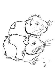 Bobo, 6 years, calm mediumhair, dil calico, spayed female. Guinea Pig Colouring Pages To Print Novocom Top