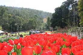 Ada bunga yang digunakan untuk menghiasi taman ataupun hiasan dan ada juga yang dijadikan sebagai hobi tanaman. Keluarga Muisa Bersilaturahmi Lebaran Di Tengah Taman Tulip Ppia Murdoch