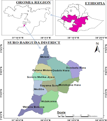 Image result for Haplocoelum foliolosum
