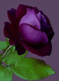 Check spelling or type a new query. Beautiful Purple Rose Purple Roses Amazing Flowers Beautiful Roses