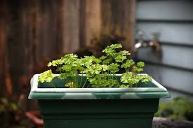 Maybe you would like to learn more about one of these? Vegetables And Herbs You Can Easily Grow Without A Garden Abc Everyday