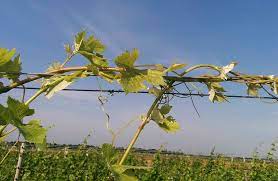 We have reviewed the best sprayers available in the market. Using Palissage To Slow Vigorous Vines Good Fruit Grower