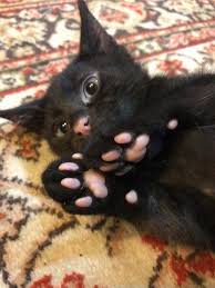 Black Cat With Pink Paw Pads Cats Pretty Cats Cute Animals