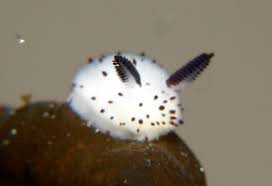 Maybe you would like to learn more about one of these? I Conigli Di Mare La Nuova Passione Di Internet Le News Piu Strane Animali