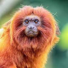 Even when you don't feel like styling your hair at all, you can throw it in a topknot and it will look fabulous. Why Don T Primates Have Curly Hair As Commonly Seen In Humans Quora