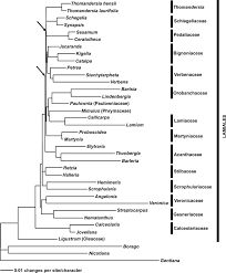 Image result for Thomandersia hensii