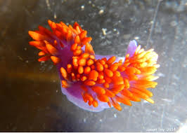 Image result for Cleistochlamys