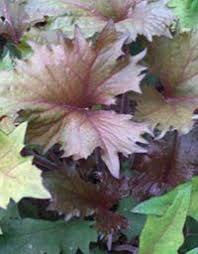 America S 1 Online Plant Nursery Plants Perennials Shade Plants