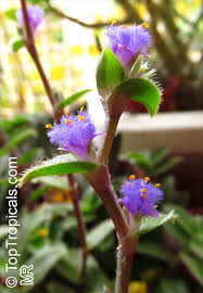 Image result for Cyanotis sp. aff. C. lapidosa