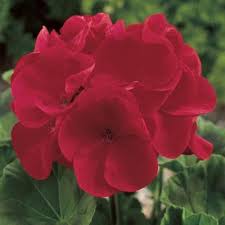 Geranium Maverick Red F1 Flower Seeds Online Geraniums Flower Seeds