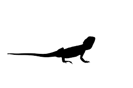 Free for commercial use no attribution required high quality images. Svg Silk Bearded Dragon Free Svg Image Icon Svg Silh