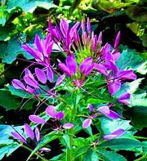 Image result for Cleome spinosa